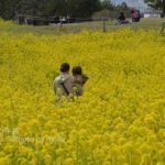 ［6］黄色の花畑
