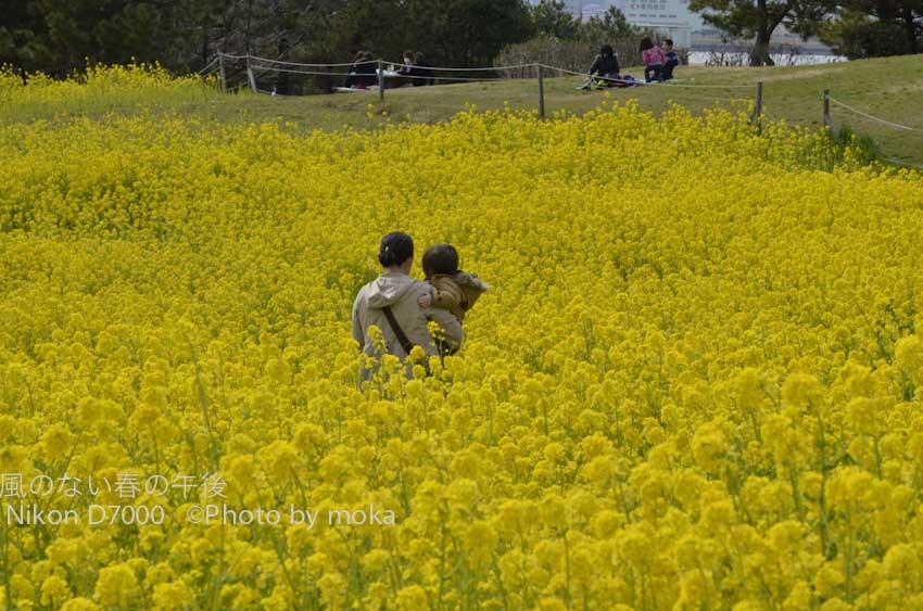 ［6］黄色の花畑