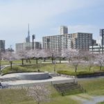 ［6］ほのぼの、春の午後