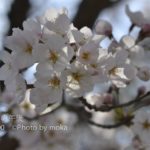 ［６］桜の季節