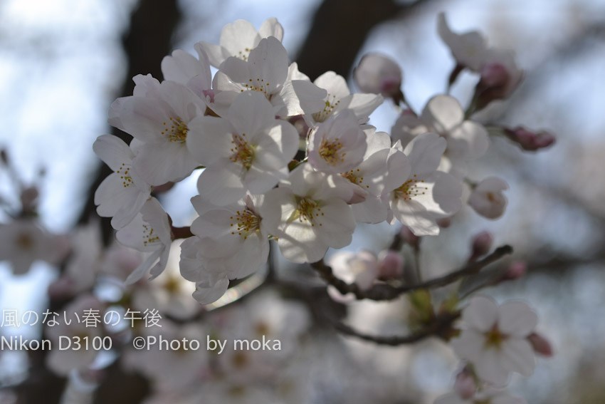 ［６］桜の季節