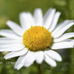 ［6］マクロレンズが大活躍