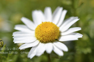 ［6］マクロレンズが大活躍