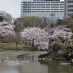 ［6］日本庭園の中の桜