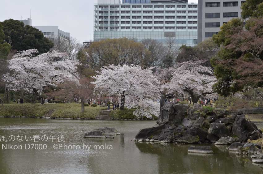 ［6］日本庭園の中の桜