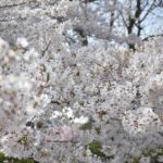 ［6］やっぱり綺麗な、桜です