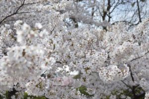 ［6］やっぱり綺麗な、桜です