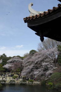 ［6］桜も人もピーク