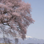 ［6］わに塚の桜