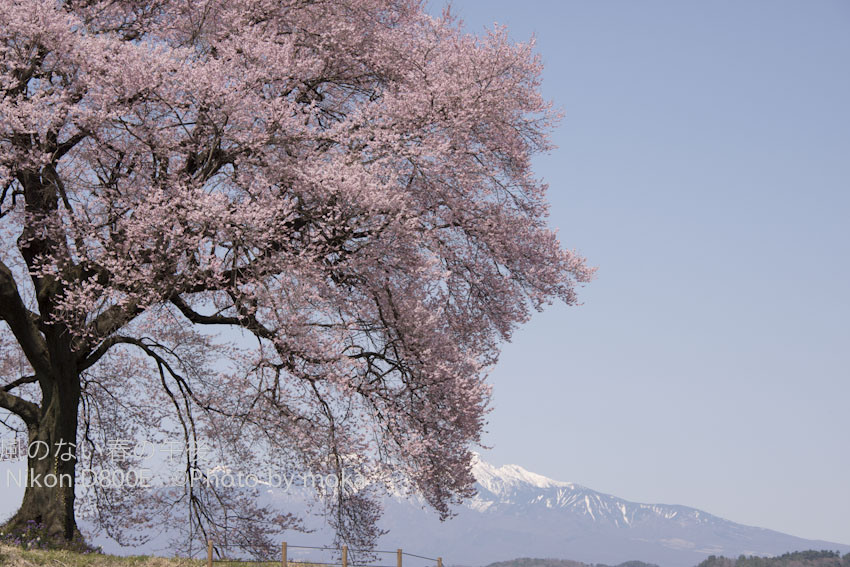 ［6］わに塚の桜