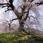 ［6］桜撮影の風景