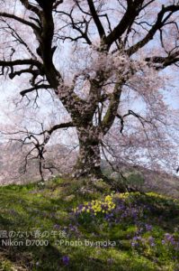 ［6］桜撮影の風景