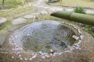 ［6］春の清澄庭園