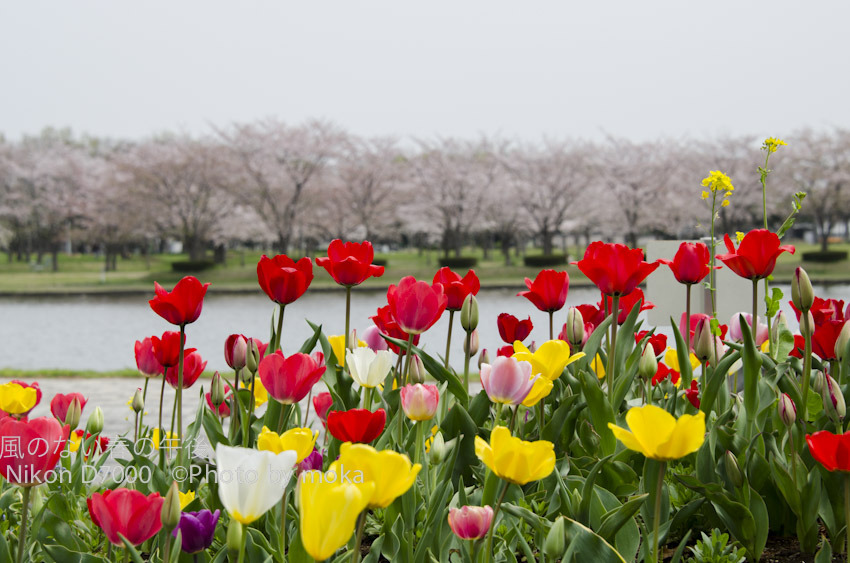20120413_mizumoto-park13