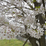 ［6］桜の季節が終わり・・・