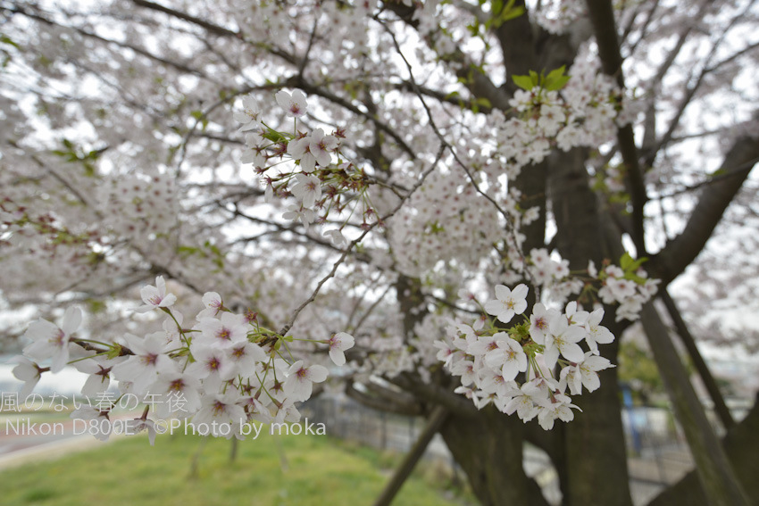 ［6］桜の季節が終わり・・・