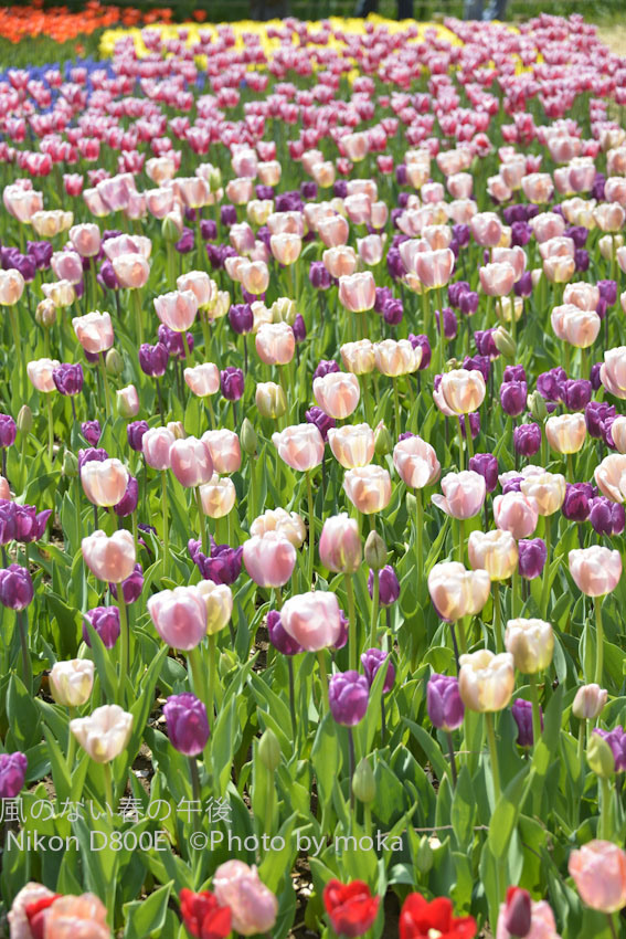 20120418_showakinenpark036