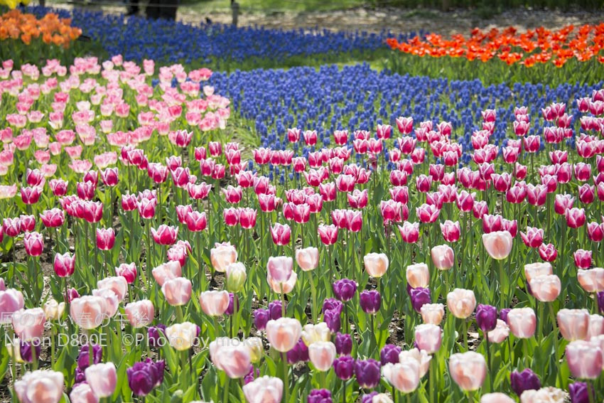 20120418_showakinenpark037