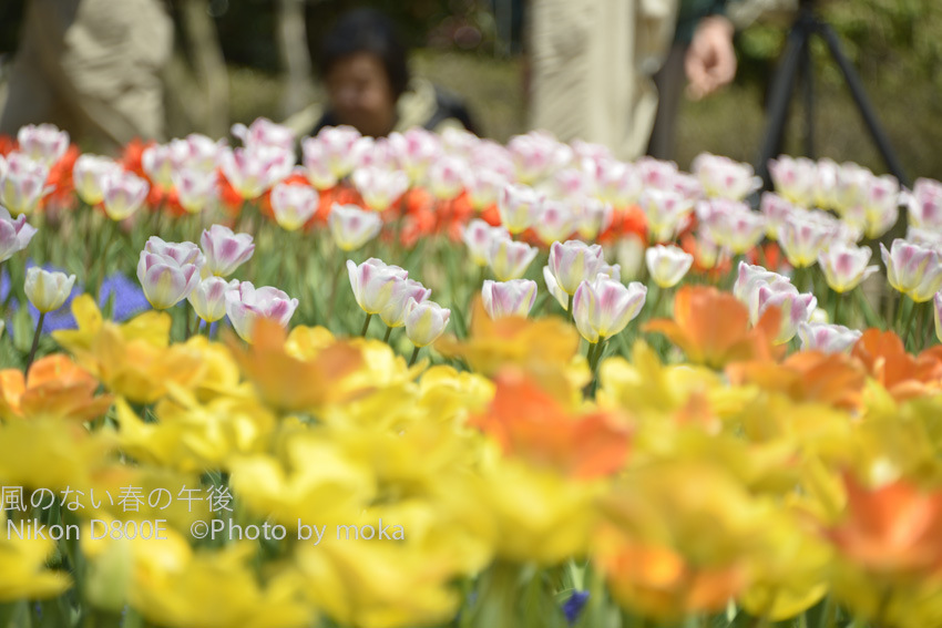20120418_showakinenpark051