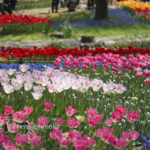 ［6］おとぎの国へ迷いこんで