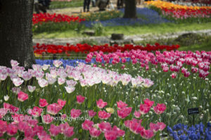 ［6］おとぎの国へ迷いこんで