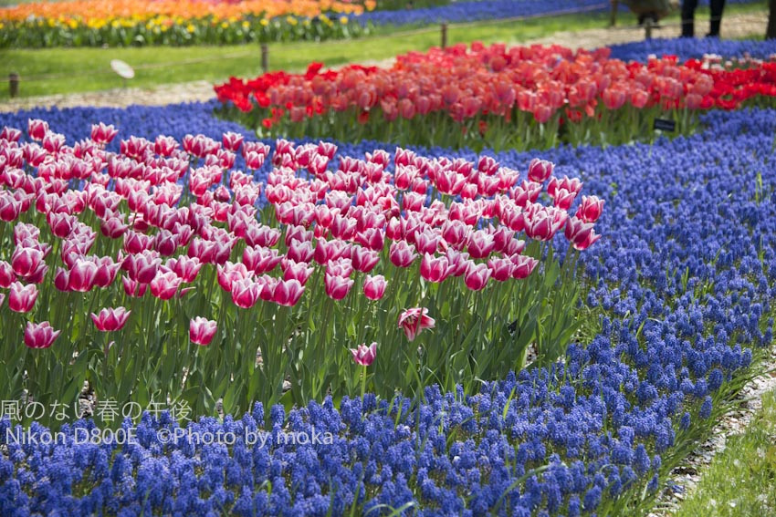 20120418_showakinenpark084