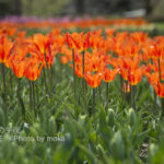 ［6］カクテルグラスのような輝き