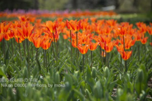 ［6］カクテルグラスのような輝き