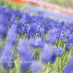 ［6］色とりどりの花