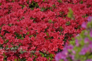 ［6］ツツジも咲き始めました