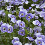 ［6］パンジーだっけ？？ビオラです！！