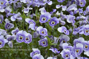 ［6］パンジーだっけ？？ビオラです！！