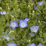 ［6］小さな青い花