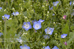 ［6］小さな青い花