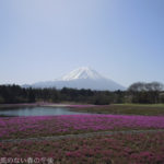 ［6］富士山の芝桜祭り