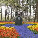 ［6］満開のチューリップを求めて