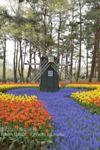 ［6］満開のチューリップを求めて