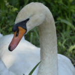 ［6］はくちょう？？