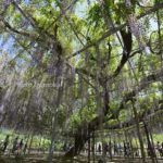 ［6］世界が息を呑んだ！！