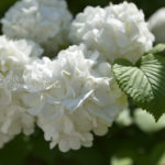 ［6］オオデマリの花