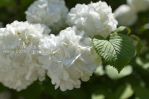 ［6］オオデマリの花