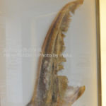 ［6］美味しそう！？