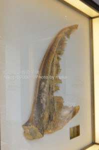 ［6］美味しそう！？