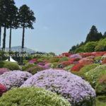 ［6］ツツジが満開