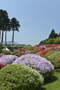 ［6］ツツジが満開