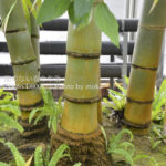 ［6］熱帯の樹々