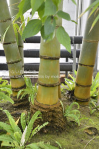 ［6］熱帯の樹々