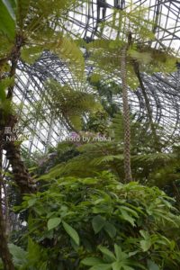 ［6］熱帯植物園