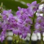 ［6］みずみずしい花々