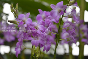 ［6］みずみずしい花々